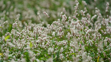 The beautiful flowers blooming in the park in summer