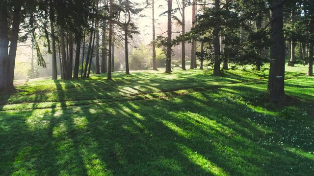Sunrise in forest and sunbeam rays. Woods landscape, 4k video