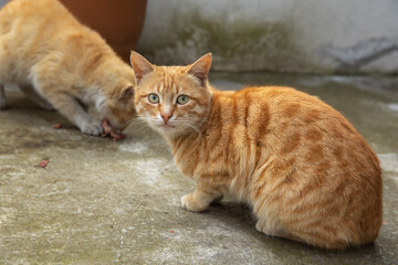 redhead cat in the outdoor