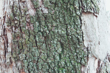 tree bark texture