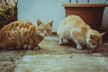 redhead cat in the outdoor