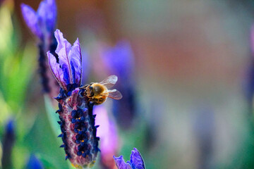 Bee on Spanish lavender flowers