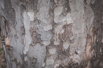 Texture of the tree background