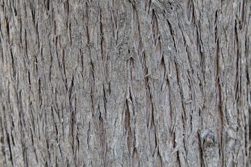 Texture of the tree background