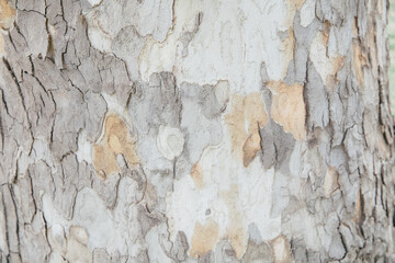 Texture of the tree background