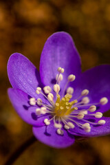 Hepatica flowers in the forest	