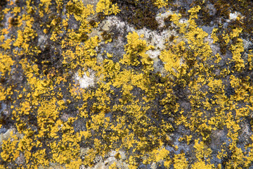 lichen on stone