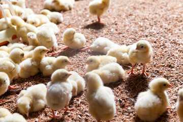 chicken is raised for meat and other products