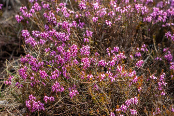 Obraz premium Erica carnea growing in mountains, close up