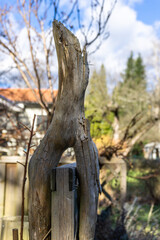 Old dry branch as a part of garden decoration