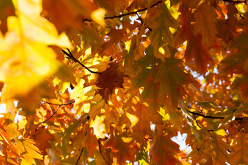 deciduous trees oak in the forest or in the Park