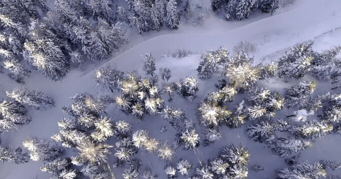 Aerial flight above snowed in Road, top down view of Alpine street impassable. Blocked road due to marge amounts of Snow. Road surrounded by Trees seen from above
