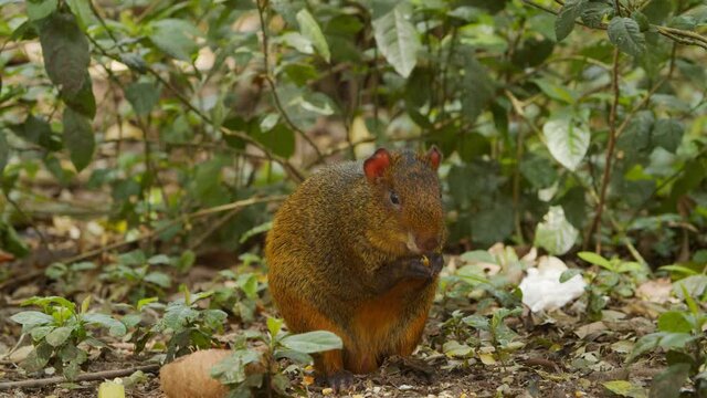Cutia comendo na floresta / Agouti eating in the forest