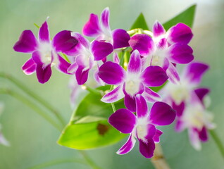 ฺBeautiful purple Phalaenopsis orchid flowers in the garden.