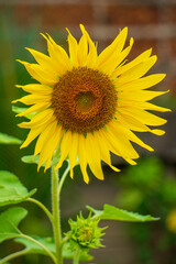A beautiful blooming sunflower