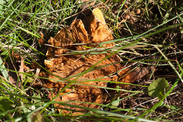 a rotten old pumpkin or zucchini with seeds