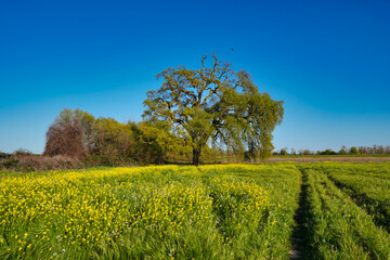 Fototapeta na wymiar Large oak tree in field next to trail and surrounded by wildflowers
