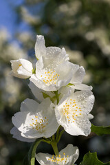 Obraz premium white fragrant jasmine flowers covered with water drops
