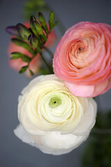 Beautiful bouquet with spring ranunculus and freesias