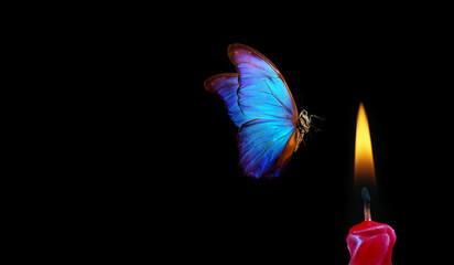 butterfly flying into the light of a candle. bright tropical morpho butterfly and candle flame on...