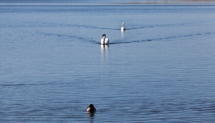Fototapeta na wymiar white swans living on the lake near the city