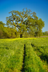 Large oak tree in field next to trail and surrounded by wildflowers