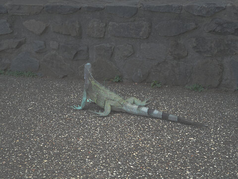 Iguana