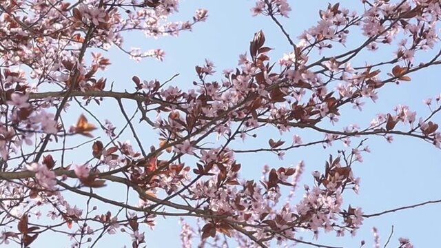 floraison de jolies fleurs roses sur un arbre au printemps