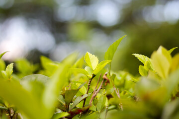 Hibiscus rosa-sinensis Leaves or what is called hibiscus flower with a blurred background along with green leaves