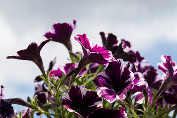 Obraz na płótnie Canvas beautiful purple flowers in flower beds in the spring