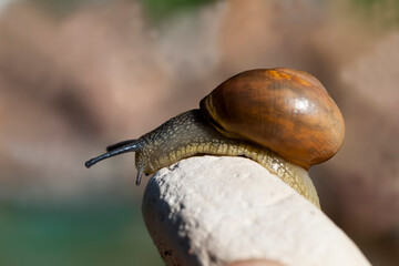 grape snail crawling on its territory