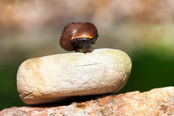 grape snail crawling on its territory, close up