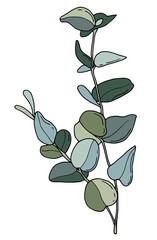 Obraz premium Eucalyptus. Hand-drawn illustration. White background, isolate. Vector illustration. 