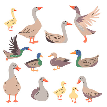 Gooses and ducks isolated. Domestic bird on  white background.  Different poultry for your design.