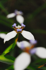 Beautiful Neomarica northiana flowe in the nature garden