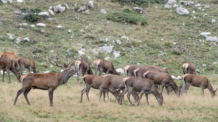 Naklejka na ściany i meble Herd of deer at grazing in mountain region (Cervus elaphus)