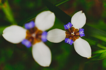 Beautiful Neomarica northiana flowe in the nature garden