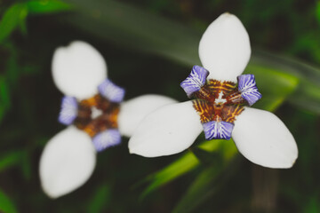 Beautiful Neomarica northiana flowe in the nature garden
