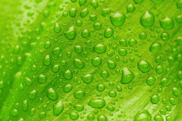 Plakat green leaf with drops of water
