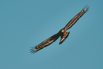 Cityscape of Tokyo bay at dusk
