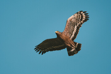 Cityscape of Tokyo bay at dusk