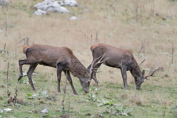 Naklejka na ściany i meble Two deer at grazing in mountain region (Cervus elaphus)