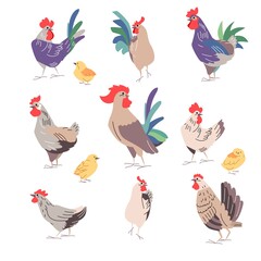 Hens, cocks and chickens isolated. Domestic bird on  white background.  Different poultry for your design.