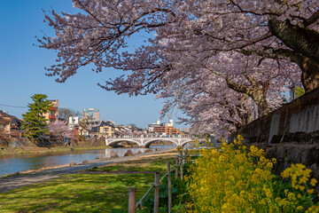 Obraz premium 桜