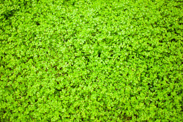 a Green grass background texture.