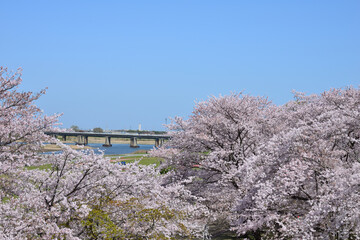 三重県伊勢市　宮川堤の桜