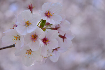 三重県伊勢市　宮川堤の桜