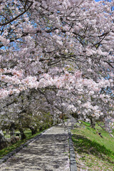 Fototapeta premium 三重県伊勢市 宮川堤の桜