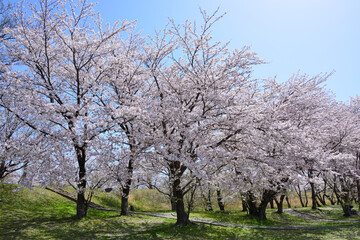 Fototapeta premium 三重県伊勢市 宮川堤の桜
