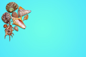 Fototapeta na wymiar Groupe de beaux coquillages sur fond dégradé bleu ciel - concept voyage vers des plages exotiques